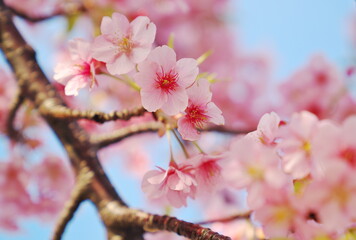 桜が咲く季節の昼間