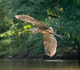 Great Blue Heron in Flight