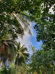Fototapeta premium palm trees on the beach