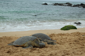 Two Hawaiian green sea turtles (honu) on a beach off the Pacific Ocean
