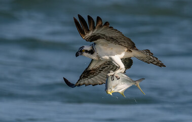 Naklejka premium An Osprey Fishing in Florida 