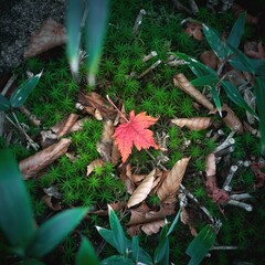落葉と苔のある美しい秋の風景