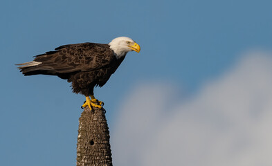 A Bald Eagle in Florida 