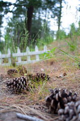 Obraz premium pine cones on the ground