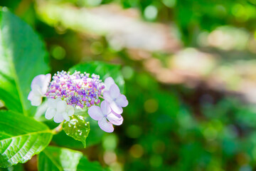 紫色のアジサイ
