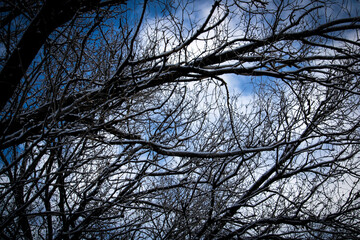 Black Trees, white snow and Clouds, Blue Sky