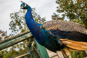 Obraz premium peacock Standing Majestically