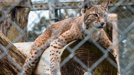 Sad Zoo Animal Behind Cage