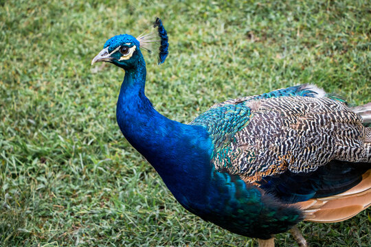 peacock Standing Majestically