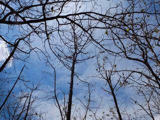 spooky tree branches with blue sky