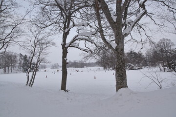 the beautiful white winter landscape with trees in Hokkaido, Japan