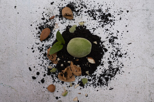 Top view of pili nuts with soil on a concrete surface