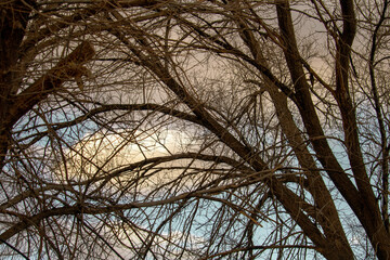 Wilderness Trees with Snow