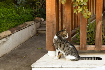 Beautiful grey, black and white cat looking behind