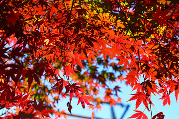 日本の秋の風景 美しいもみじ 紅葉狩り 鮮やか 紅葉 綺麗