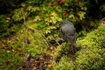 South Island Robin in the green forest of Fiordland, of South Island, New Zealand