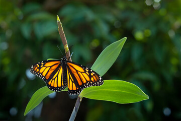 Monarch butterfly (danaus plexippus) just emerging from the chrysalis cocoon, drying its delicate wings.