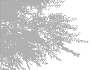 Natural light casts shadows from an willow branch a white isolated background. Shadow overlay effect. Vector