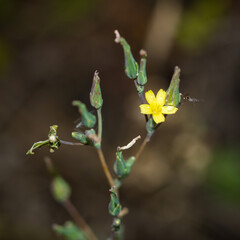 The compass plant (lat. Lactuca serriola), of the family Asteraceae. Central Russia.