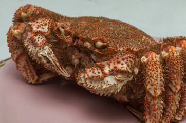 large raw crab on a plate