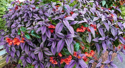 A Violet Flower Arrangement With Red Flowers in it