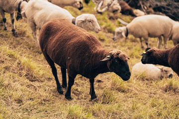 Flock of sheep grazing in the mountains