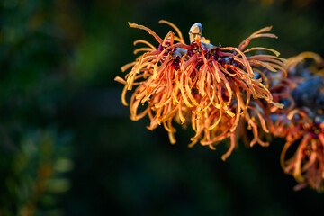 Winter color in the garden, bright orange Witch Hazel blooming highlighted by a sunbeam
