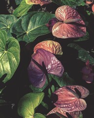 photo of colorful anthurium flowers in the garden