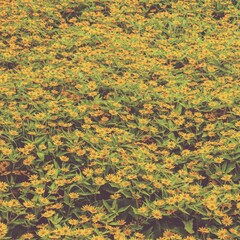 photo of artistic daisy flowers in the garden