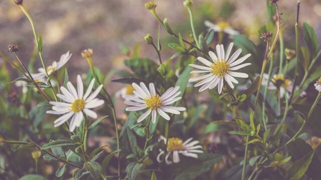 photo of artistic daisy flowers in the garden