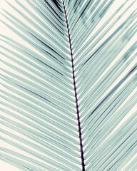 photo of blue palm leaf in the garden