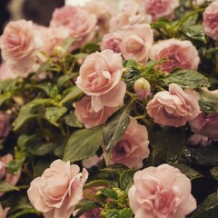 photo of artistic roses in the garden