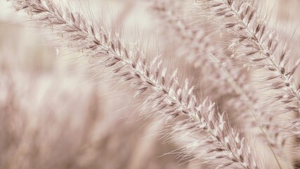 photo of artistic grass flower in the garden