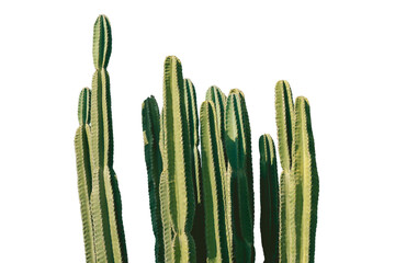 Isolated cactus on white background