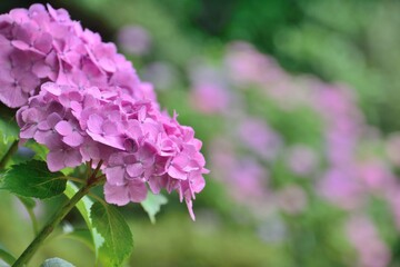 Fototapeta premium 日本の梅雨の季節に咲く紫陽花の花