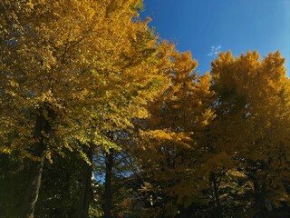 銀杏の木