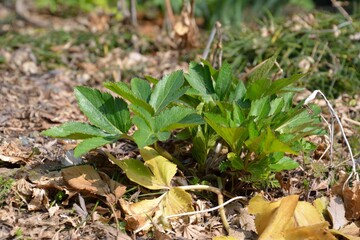 薬用にもなる発育の良い野菜　-　アシタバ　（日本）