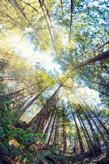 Fototapeta premium The lush and vibrant natural temperate rain forest of the Pacific North West on Bowen Island. Crayola beach stretches out over Howe Sound with a stunning sunset.
