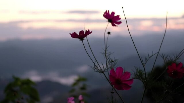Slow motion of colorful cosmos flowers blooming in the garden with blurred mountains view in background