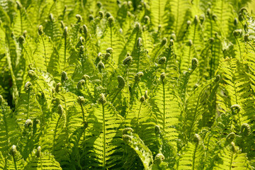 green fern leaves in spring