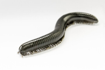 Close up of a archispirostreptus gigas, black centipede on a white background