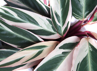 Stromanthe plant with red, green and yellow leaves, closeup.  Variously striped leaf background, pinstripe leave texture.