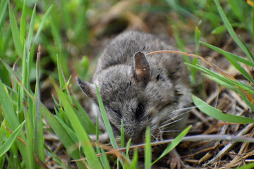 Naklejka na ściany i meble A mouse enjoying a break from the rain alongside a trail in Big Sur, California.