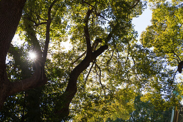 樹木の間から光が差す