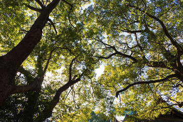 森林の中の樹木