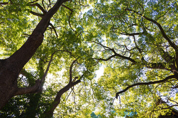 森林の中の樹木を見上げる
