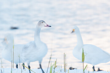Obraz premium 白鳥の幼鳥はグレー色 