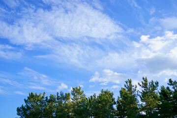 青空　雲　松