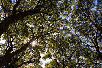 樹木の間から太陽の日差し