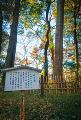 東京、明治神宮の境内にある代々木の由来の説明書き駒札と代々木です